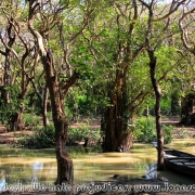 Ratargul Swamp Forest_17
